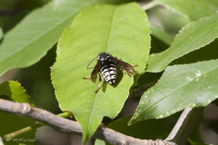 Dolichovespula arctica