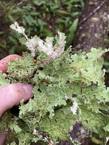 Lettuce Lichen