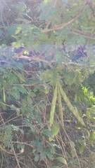 Dichrostachys