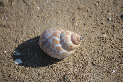 Babylonia zeylanica