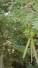 Dichrostachys