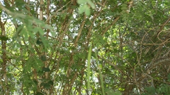 Dichrostachys