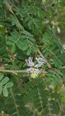 Dichrostachys