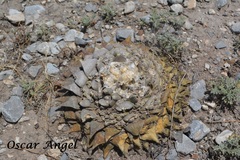 Ariocarpus retusus retusus