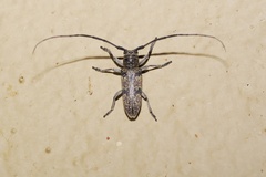 Prosopocera inermis