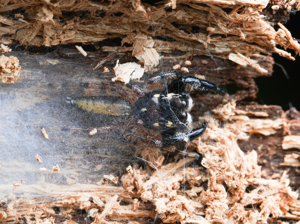 Maripanthus menghaiensis