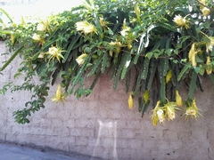 Selenicereus undatus