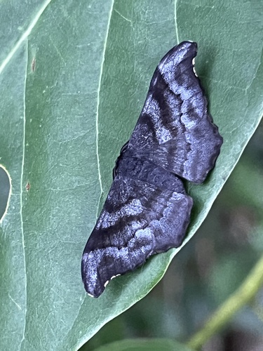 Black Looper photo 5