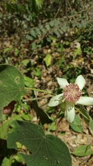 Hibiscus macrogonus image