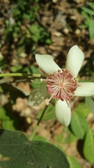 Hibiscus macrogonus image