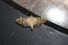 Pardomima