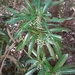 Droceloncia rigidifolia - Photo (c) Fetra Randriatsara, some rights reserved (CC BY-NC), uploaded by Fetra Randriatsara