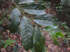 Artabotrys hexapetalus