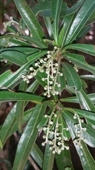 Droceloncia rigidifolia image