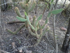 Tacinga palmadora