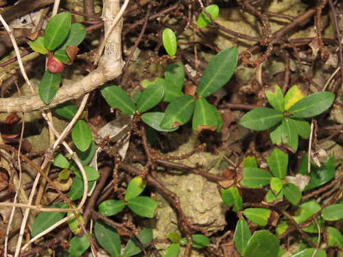 Image of Ficus vaccinioides by (c) chiuluan, some rights reserved (CC BY)