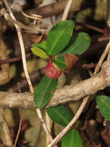 Image of Ficus vaccinioides by (c) chiuluan, some rights reserved (CC BY)