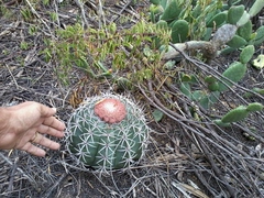 Melocactus zehntneri