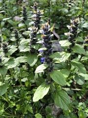 Ajuga reptans