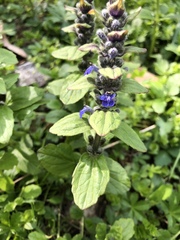 Ajuga reptans