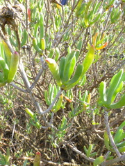 Lampranthus stipulaceus