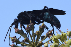 Batozonellus fuliginosus