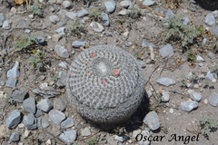 Mammillaria chionocephala