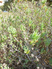 Lampranthus stipulaceus