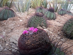Melocactus