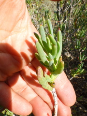 Lampranthus stipulaceus