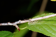 Idolothrips spectrum