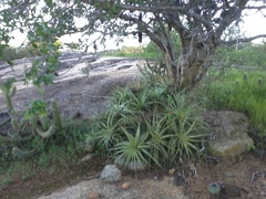 Encholirium spectabile