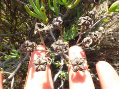 Lampranthus stipulaceus