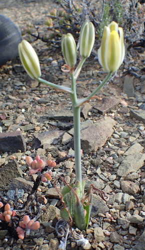 Albuca longipes