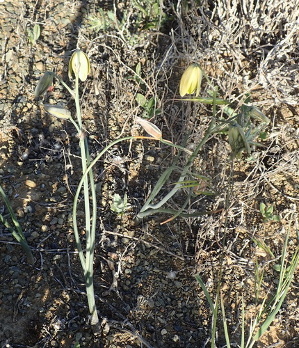 Albuca longipes