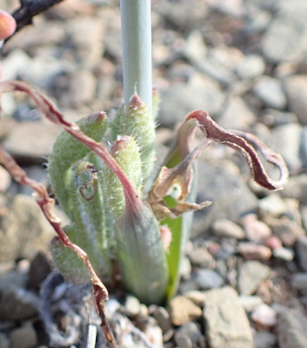 Albuca longipes