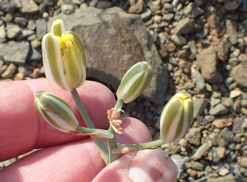 Albuca longipes