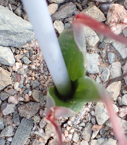 Albuca longipes