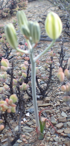 Albuca longipes