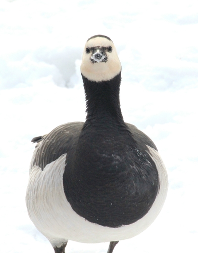 Barnacle Goose