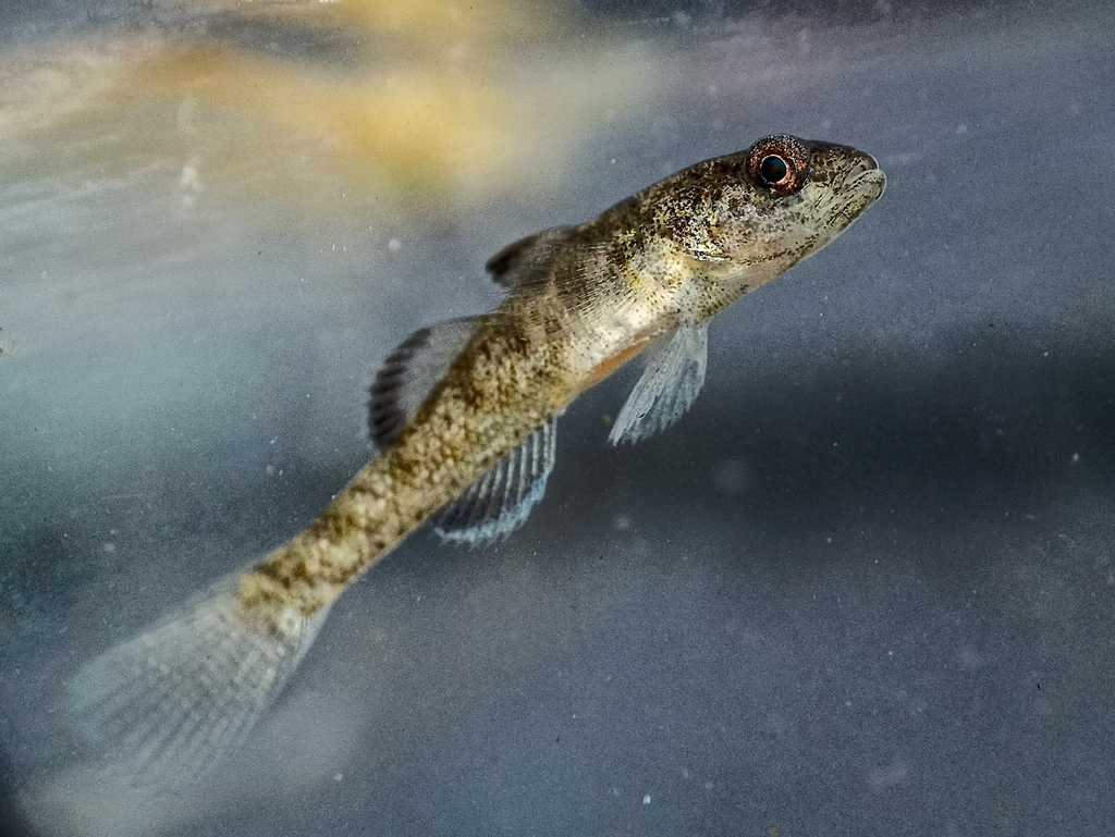 Sarasin's goby (Mugilogobius sarasinorum) — Gobiidae