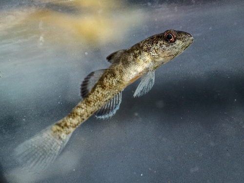 Sarasin's goby (Mugilogobius sarasinorum) — Gobiidae