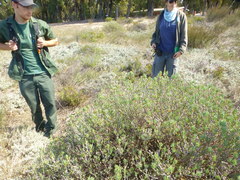 Lampranthus stipulaceus