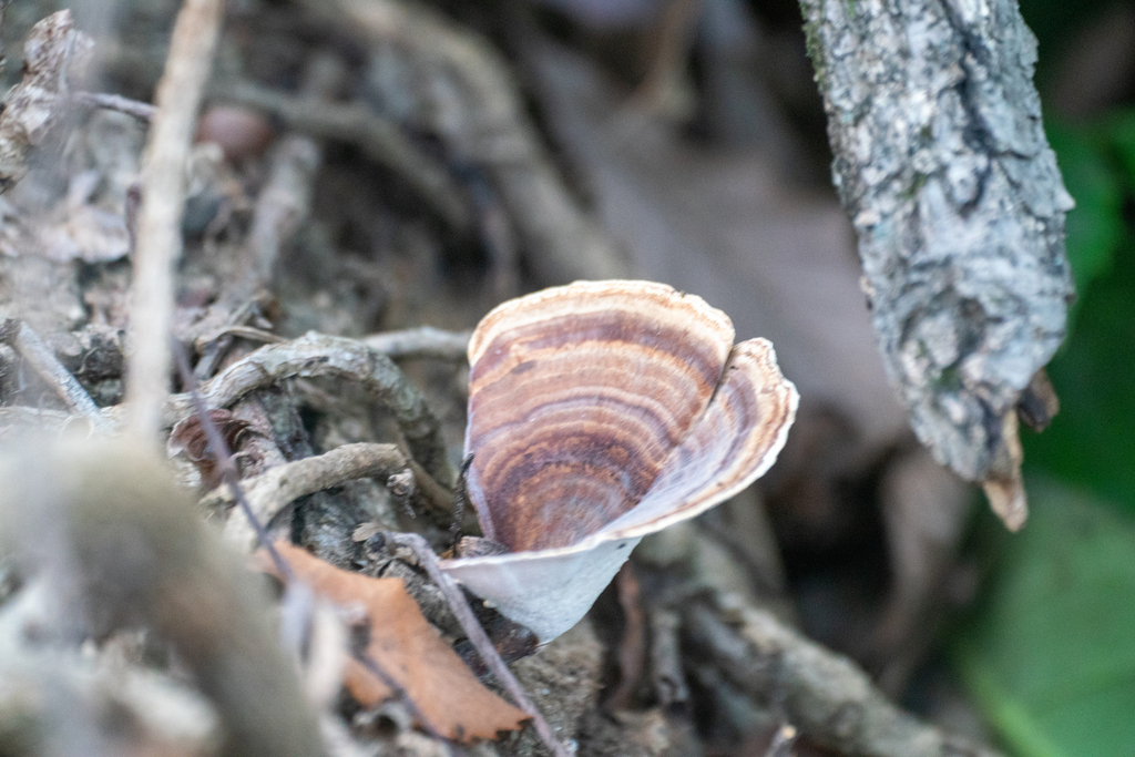 Microporus vernicipes · February 2024 · photo: © tbc_watanabe (iNaturalist, cc-by)