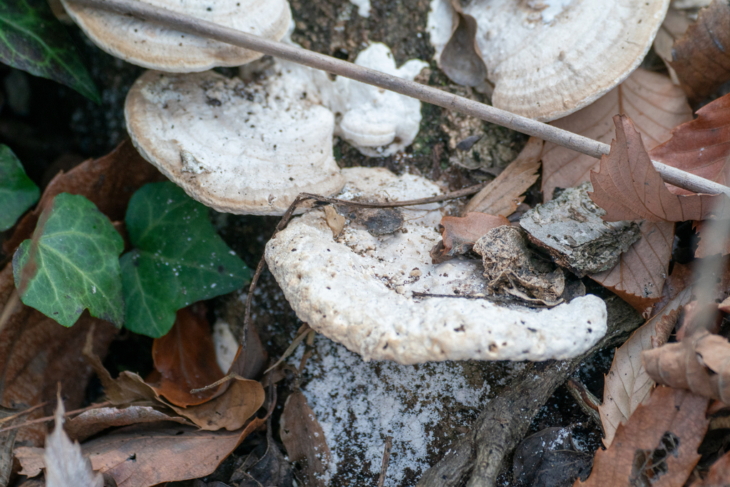 Trametes orientalis · February 2024 · photo: © tbc_watanabe (iNaturalist, cc-by)
