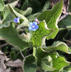 Brunnera macrophylla