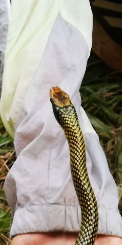 Gonyosoma margaritatum observed 2024-02-03