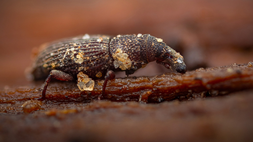 Wood-Boring Weevil