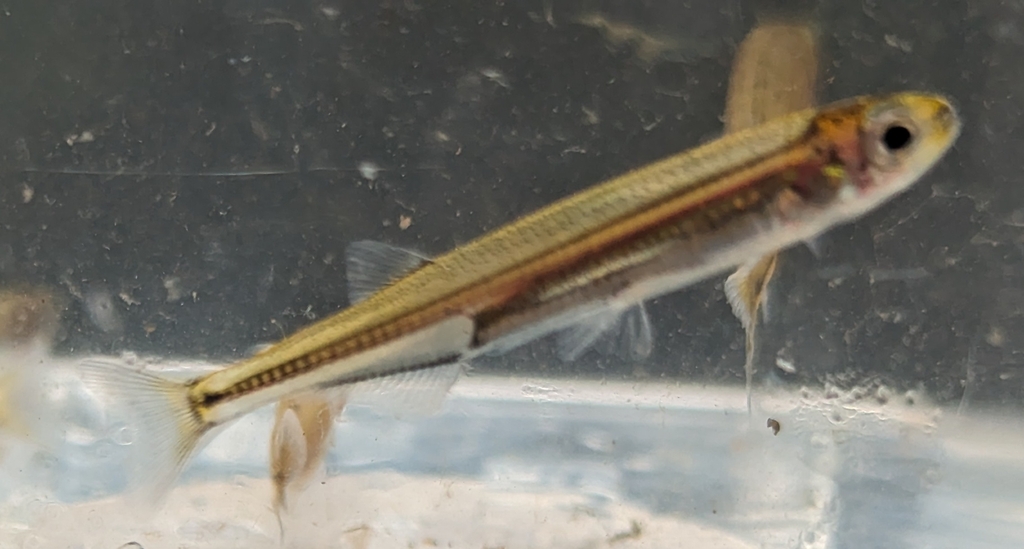 Australian Smelt