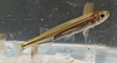 Australian Smelt photo 1